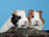 Two Young Guinea Pigs Posters par Petra Wegner