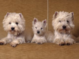 Domestic Dogs, Two West Highland Terriers / Westies with a Puppy Posters by Adriano Bacchella