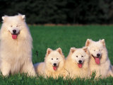 Domestic Dogs, Samoyed Family Panting and Resting on Grass Posters by Adriano Bacchella
