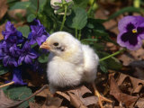 Domestic Chicken, Chick, Amongst Pansies, USA Posters by Lynn M. Stone