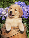 Golden Retriever Puppy in Bucket (Canis Familiaris) Illinois, USA Affiches par Lynn M. Stone