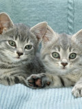 Domestic Cat, Two 8-Week Blue Tabby Kittens Posters by Jane Burton