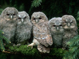 Five Young Tawny Owls, Germany Prints by Delpho 