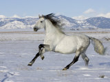 Gray Andalusian Stallion, Cantering in Snow, Longmont, Colorado, USA Posters by Carol Walker