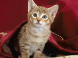 Domestic Cat, Portrait of Oriental Brown Spotted Tabby Kitten Under Red Velours Curtain Posters by Jane Burton Domestic Cat, Portrait of Oriental Brown Spotted Tabby Kitten Under Red Velours Curtain Posters by Jane Burton