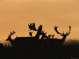 Male Fallow Deer, Silhouettes at Dawn, Tamasi, Hungary Poster by Bence Mate