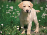 Young Labrador Retriever Portrait Plakater av Adriano Bacchella Young Labrador Retriever Portrait Plakater av Adriano Bacchella