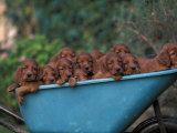 Domestic Dogs, a Wheelbarrow Full of Irish / Red Setter Puppies Póster por Adriano Bacchella Domestic Dogs, a Wheelbarrow Full of Irish / Red Setter Puppies Póster por Adriano Bacchella