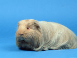 Sheltie Guinea Pig Poster by Petra Wegner