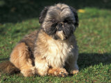 Shih Tzu Puppy Sitting on Grass Prints by Adriano Bacchella