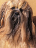 Lhasa Apso Portrait with Hair Plaited Photo by Adriano Bacchella
