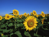 Sunflowers, Illinois, USA Prints by Lynn M. Stone
