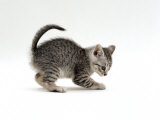 Domestic Cat, Playful 7-Week Silver Spotted Kitten Posters par Jane Burton