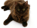 Domestic Cat, 6-Month Chocolate Persian Cross Female Posters par Jane Burton