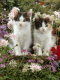 Domestic Cat, 9-Week, Black-And-White Kittens Among Flowers Posters par Jane Burton