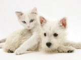 Ragdoll Kitten with West Highland White Terrier Puppy Affiches par Jane Burton