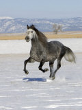 Gray Andalusian Stallion, Cantering in Snow, Longmont, Colorado, USA Prints by Carol Walker