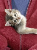 Person Carrying Domestic Cat, Blue Ticked Tabby Kitten Zipped into Front of Jacket Posters by Jane Burton