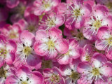 English / Midland Hawthorn, Close-Up of Flowers, UK Pósters por Georgette Douwma English / Midland Hawthorn, Close-Up of Flowers, UK Pósters por Georgette Douwma