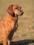 Tyrolean Bloodhound Portrait Prints by Adriano Bacchella