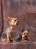 Studio Portraits of Two Yorkshire Terriers, One Lying Down and the Other Sitting up and Looking Up Posters par Adriano Bacchella