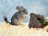 Long-Tailed Chinchilla at Play Affiches par Steimer 