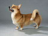 Welsh Corgi Pembroke Affiches par Petra Wegner