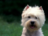 West Highland Terrier / Westie Panting Affiches par Adriano Bacchella