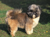 Shih Tzu Puppy Standing on Grass Print by Adriano Bacchella