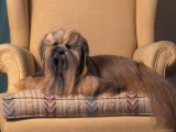 Lhasa Apso Sitting on Armchair Posters by Adriano Bacchella