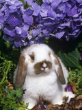 Baby Holland Lop Eared Rabbit, Amongst Hydrangeas, USA Posters by Lynn M. Stone