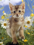 Domestic Cat, 6-Week, Abyssinian Kitten Among Ox-Eye Dasies and Buttercups Posters by Jane Burton