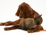 Irish Setter with Dwarf Rex Rabbit Posters by Jane Burton Irish Setter with Dwarf Rex Rabbit Posters by Jane Burton