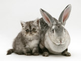 Silver Exotic Kitten, 9-Week with Silver Rex Doe Rabbit Posters par Jane Burton