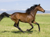 Bay Thoroughbred, Gelding, Cantering Profile, Longmont, Colorado, USA Prints by Carol Walker