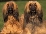 Domestic Dogs, Two Afghan Hounds Posters by Adriano Bacchella