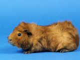 Red Abyssinian Guinea Pig Posters by Petra Wegner