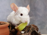White Long-Tailed Chinchilla Feeding Láminas por Steimer White Long-Tailed Chinchilla Feeding Láminas por Steimer