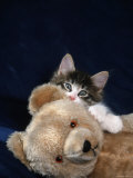 Norwegian Forest Kitten with Teddy Bear Posters par Petra Wegner
