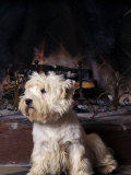 West Highland Terrier / Westie Sitting in Front of a Fireplace Plakater av Adriano Bacchella West Highland Terrier / Westie Sitting in Front of a Fireplace Plakater av Adriano Bacchella