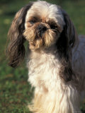 Shih Tzu with Facial Hair Cut Short Poster by Adriano Bacchella