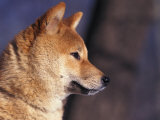 Shiba Inu Profile Affiche par Adriano Bacchella