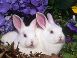 Two Albino New Zealand Domestic Rabbits, USA Posters by Lynn M. Stone