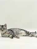 Domestic Cat, 5-Months, Lying on Floor Photographie par Jane Burton
