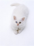 Domestic Cat, Odd-Eyed White Persian-Cross Kitten Looking Up Poster by Jane Burton