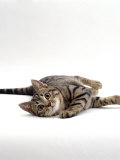 Domestic Cat Kitten Lying on Side Poster by Jane Burton