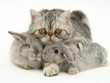 Silver Exotic Cat Cuddling up with Two Baby Silver Rabbits Poster by Jane Burton