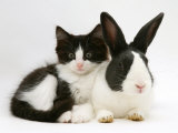 Black Dutch Rabbit with Black-And-White Kitten Poster par Jane Burton