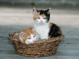 Domestic Cat, Two Kittens in Wicker Basket Poster by De Meester