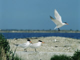 Caspian Terns, Breeding Colony on Island in Baltic Sea, Sweden Photographie par Bengt Lundberg